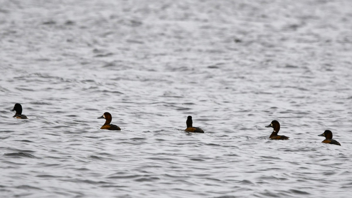 Greater Scaup - ML610862292