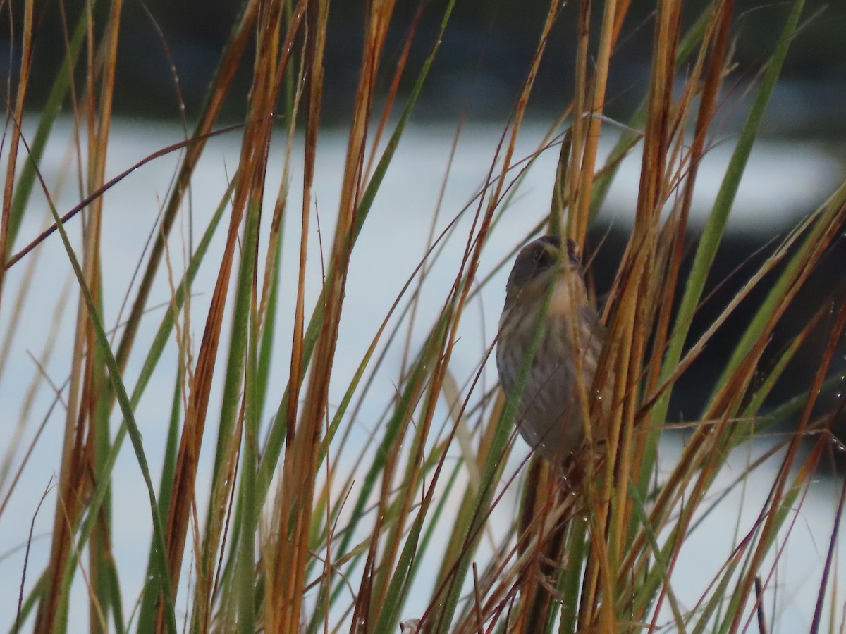 Nelson's Sparrow (Atlantic Coast) - Maia Ginsburg