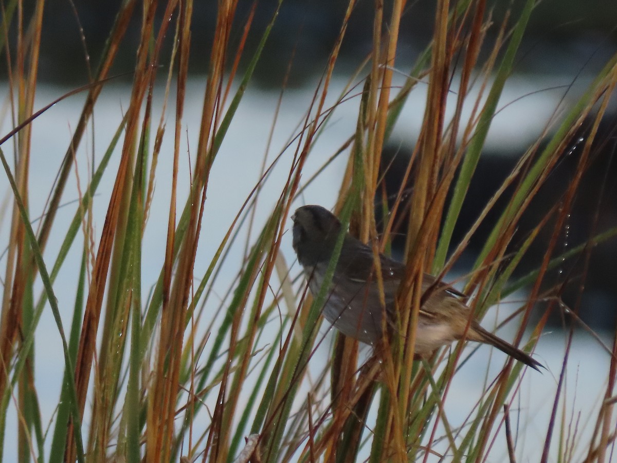 Nelson's Sparrow (Atlantic Coast) - Maia Ginsburg
