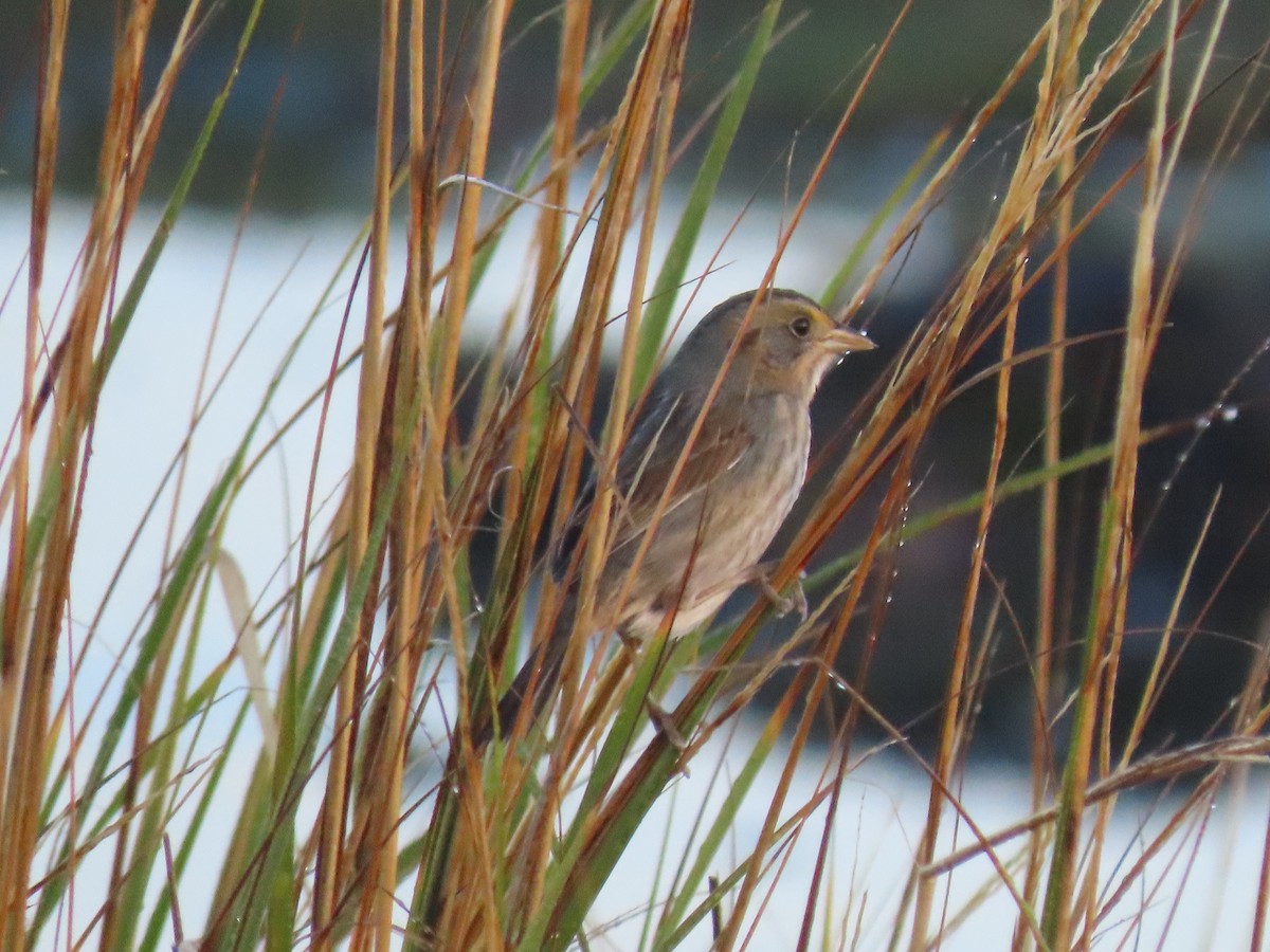 Nelson's Sparrow (Atlantic Coast) - ML610862463