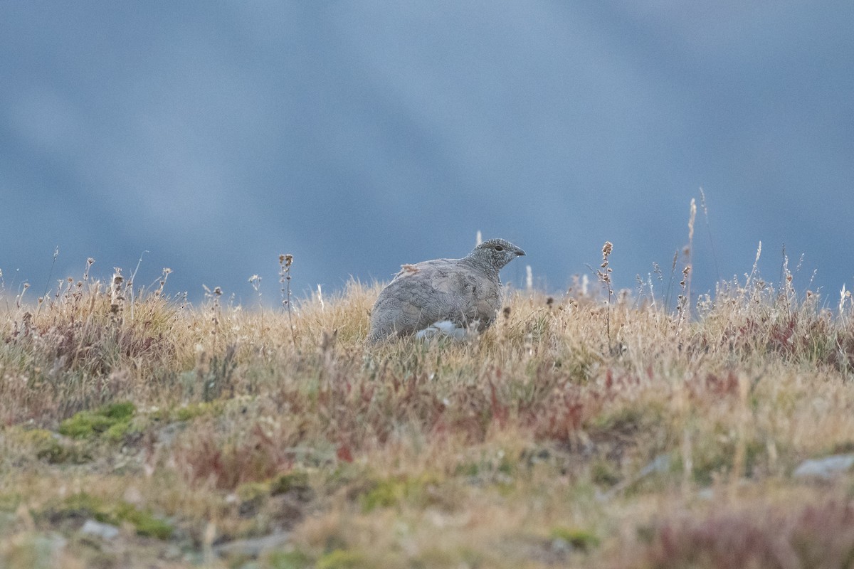 White-tailed Ptarmigan - Marlo Hill
