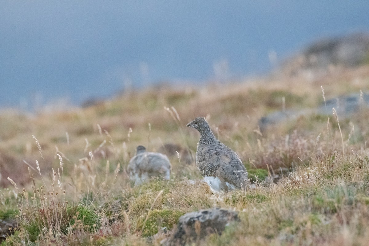 White-tailed Ptarmigan - Marlo Hill