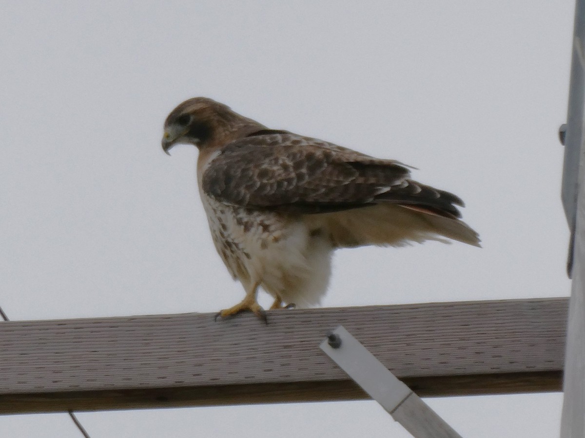 Red-tailed Hawk - ML610862936