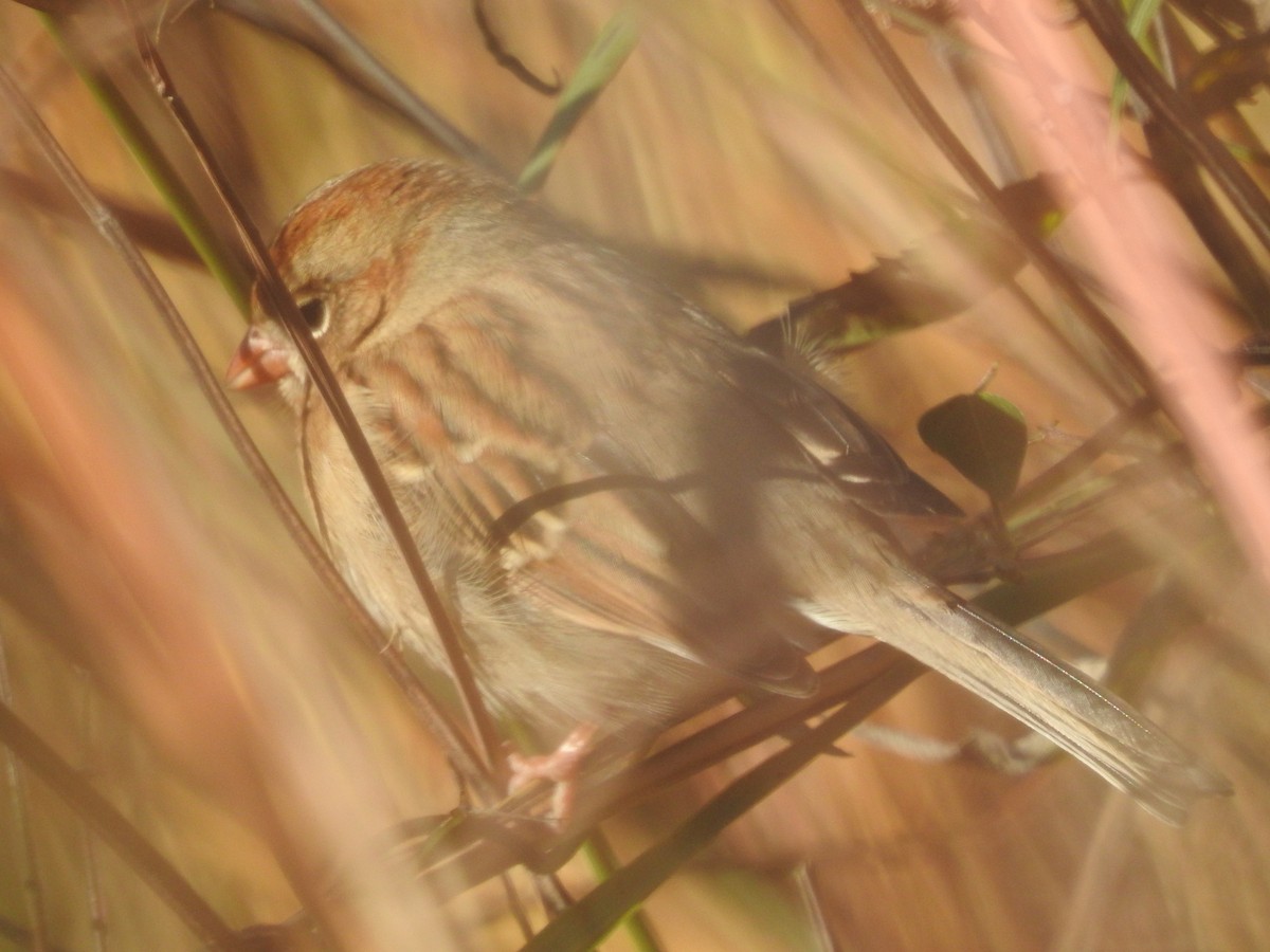 Field Sparrow - ML610863341