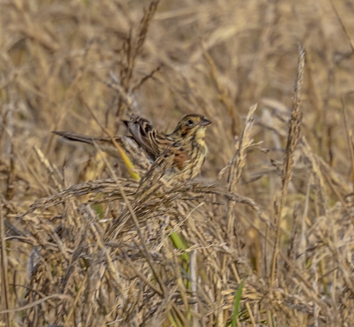 Yellow-breasted Bunting - ML610863568