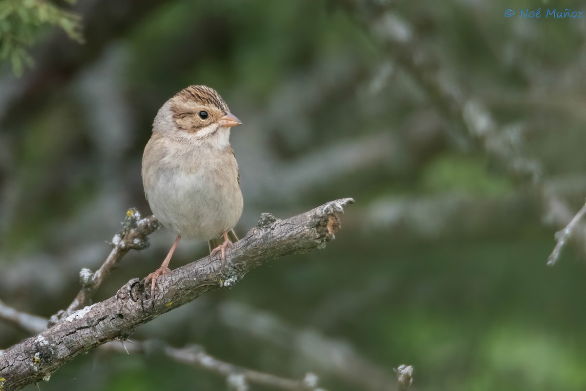 Clay-colored Sparrow - ML610863638