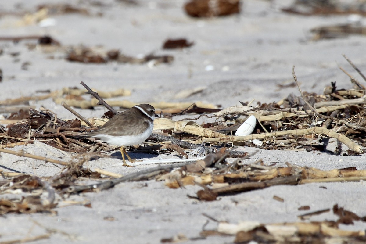 Semipalmated Plover - ML610863840