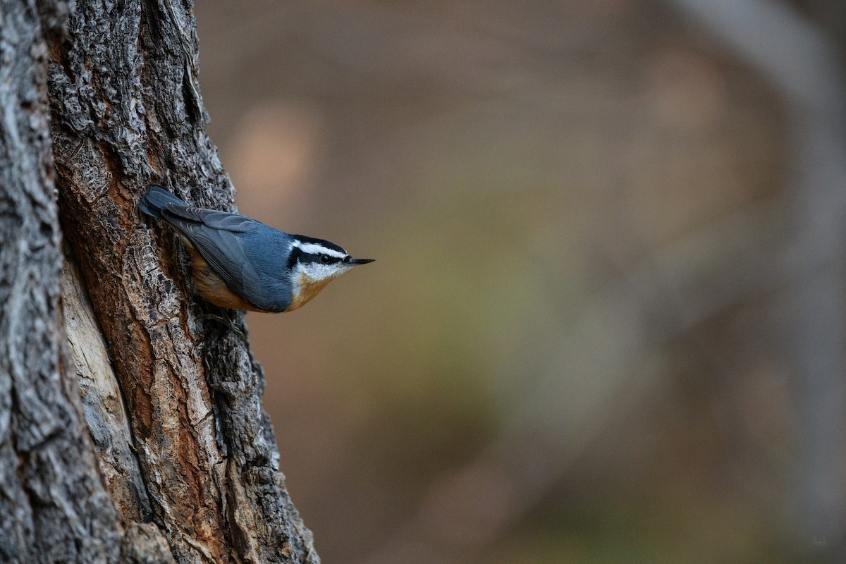 Red-breasted Nuthatch - ML610864864