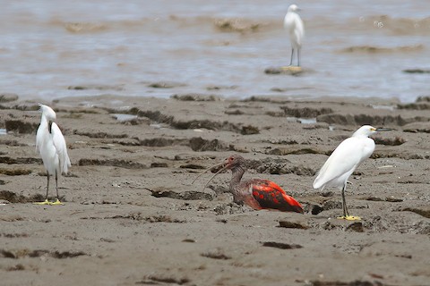 Scarlet Ibis - eBird