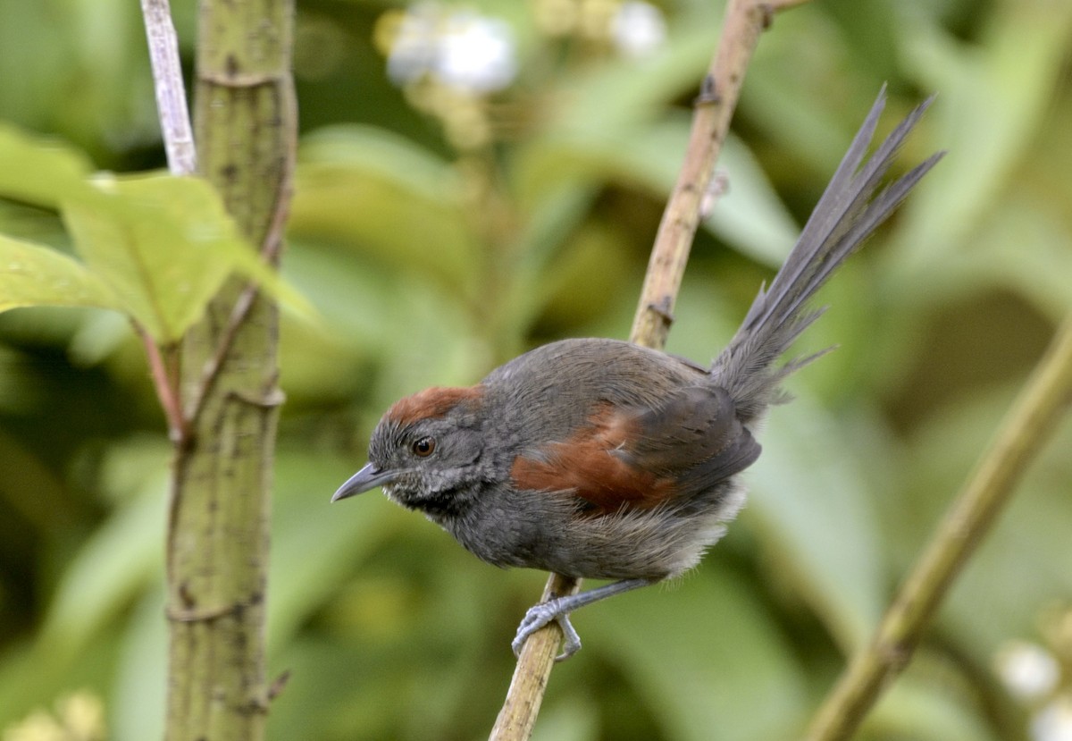 Slaty Spinetail - Marcus Witmer