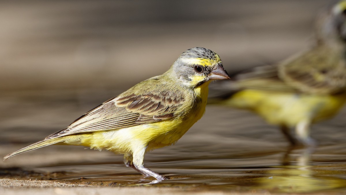 Yellow-fronted Canary - ML610865465