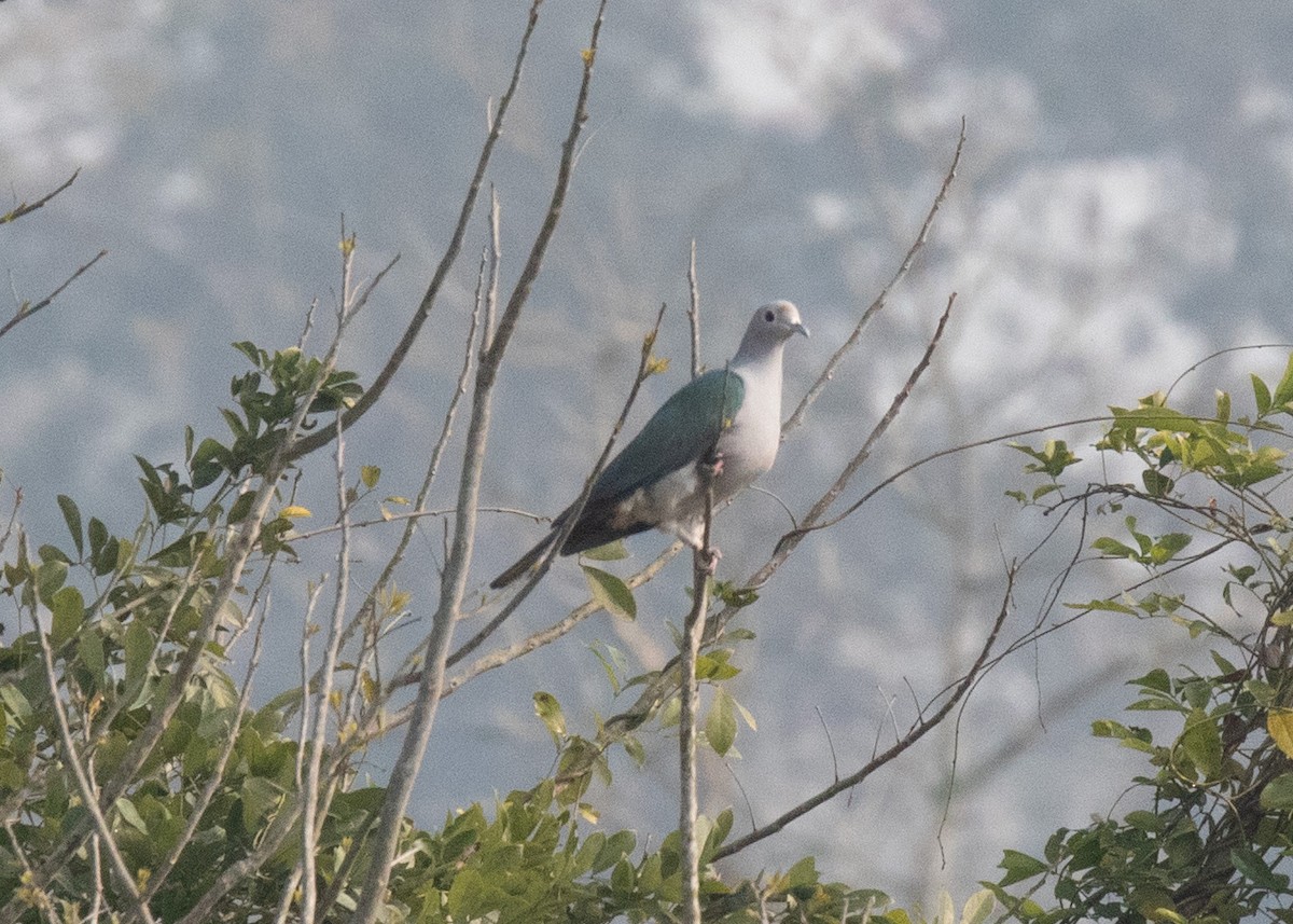 Green Imperial-Pigeon - ML610865609