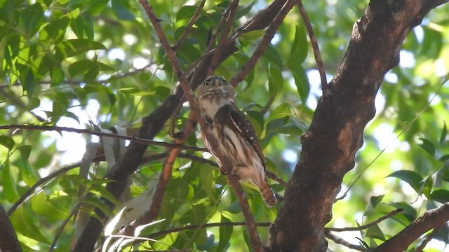 Ferruginous Pygmy-Owl - ML610865702