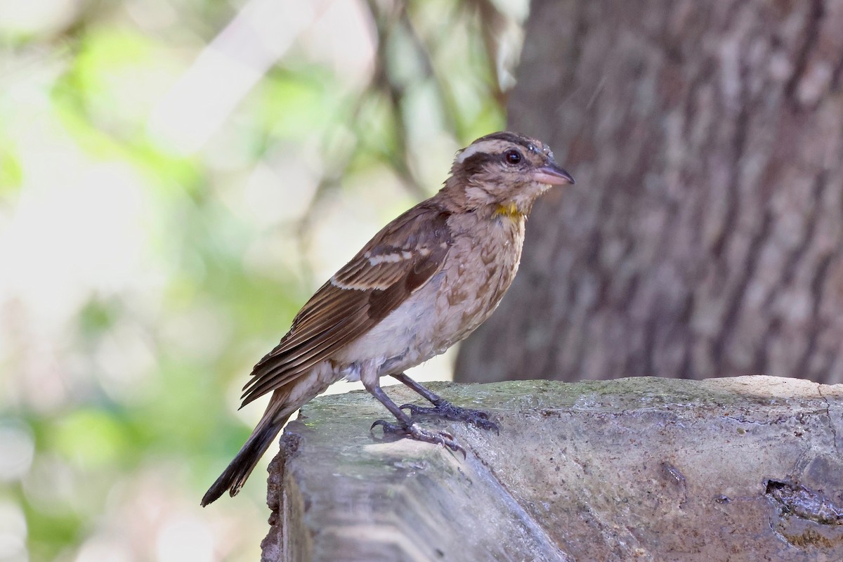 Yellow-throated Bush Sparrow - ML610865971