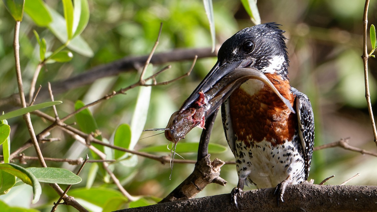 Giant Kingfisher - Björn Reese