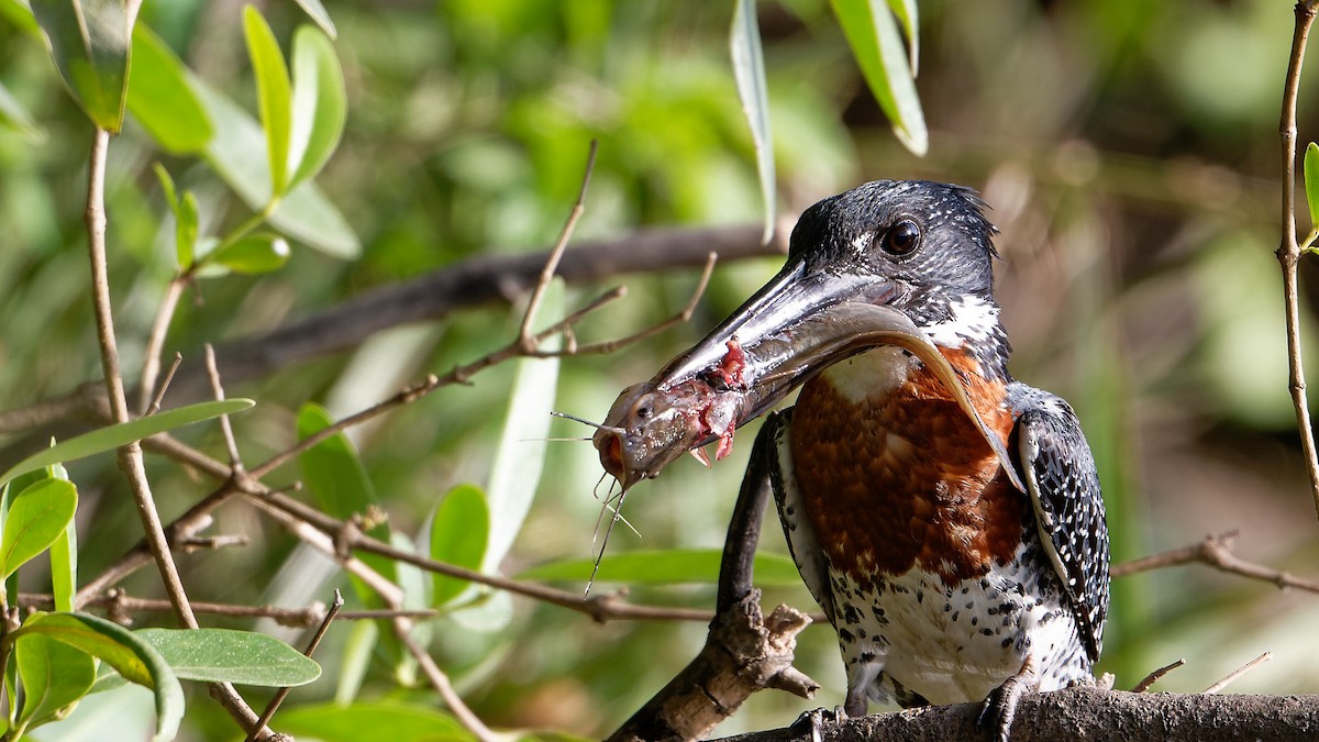 Giant Kingfisher - Björn Reese