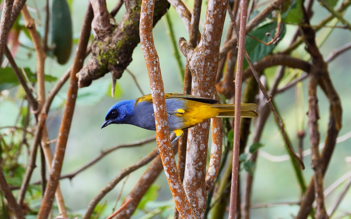 Blue-capped Tanager - ML610866681