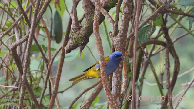 Blue-capped Tanager - ML610866784