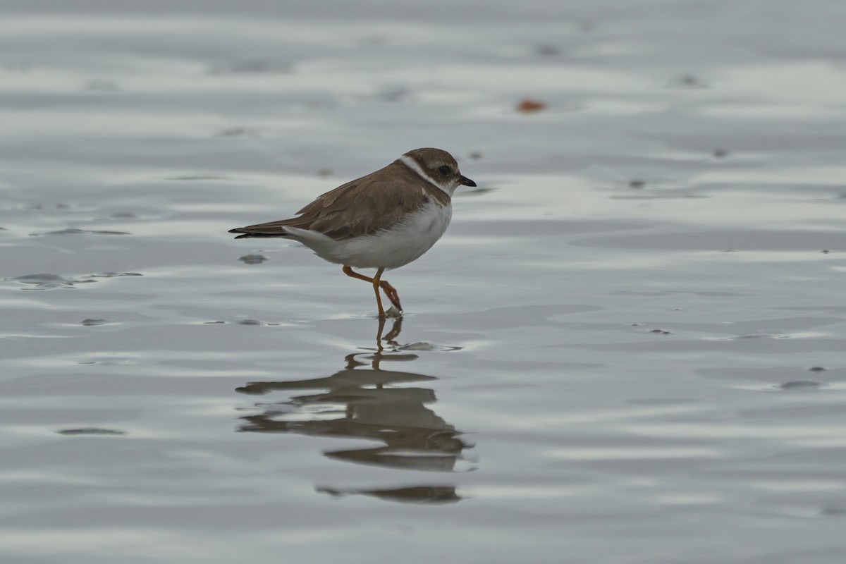 Semipalmated Plover - ML610866813