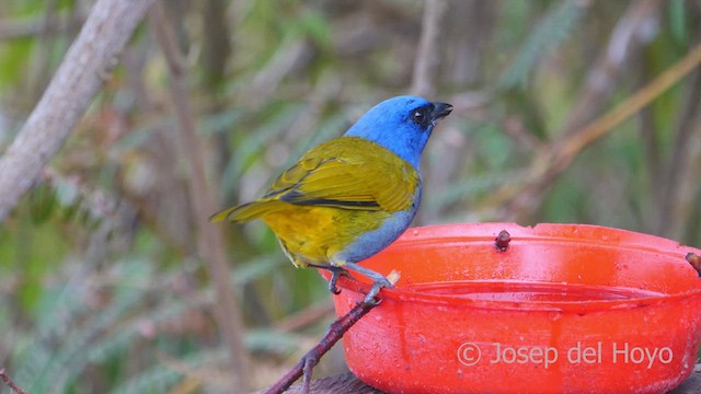 Blue-capped Tanager - ML610867092
