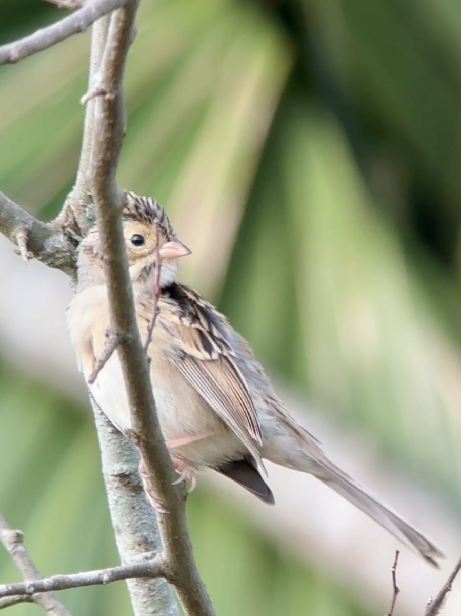 Clay-colored Sparrow - ML610867095
