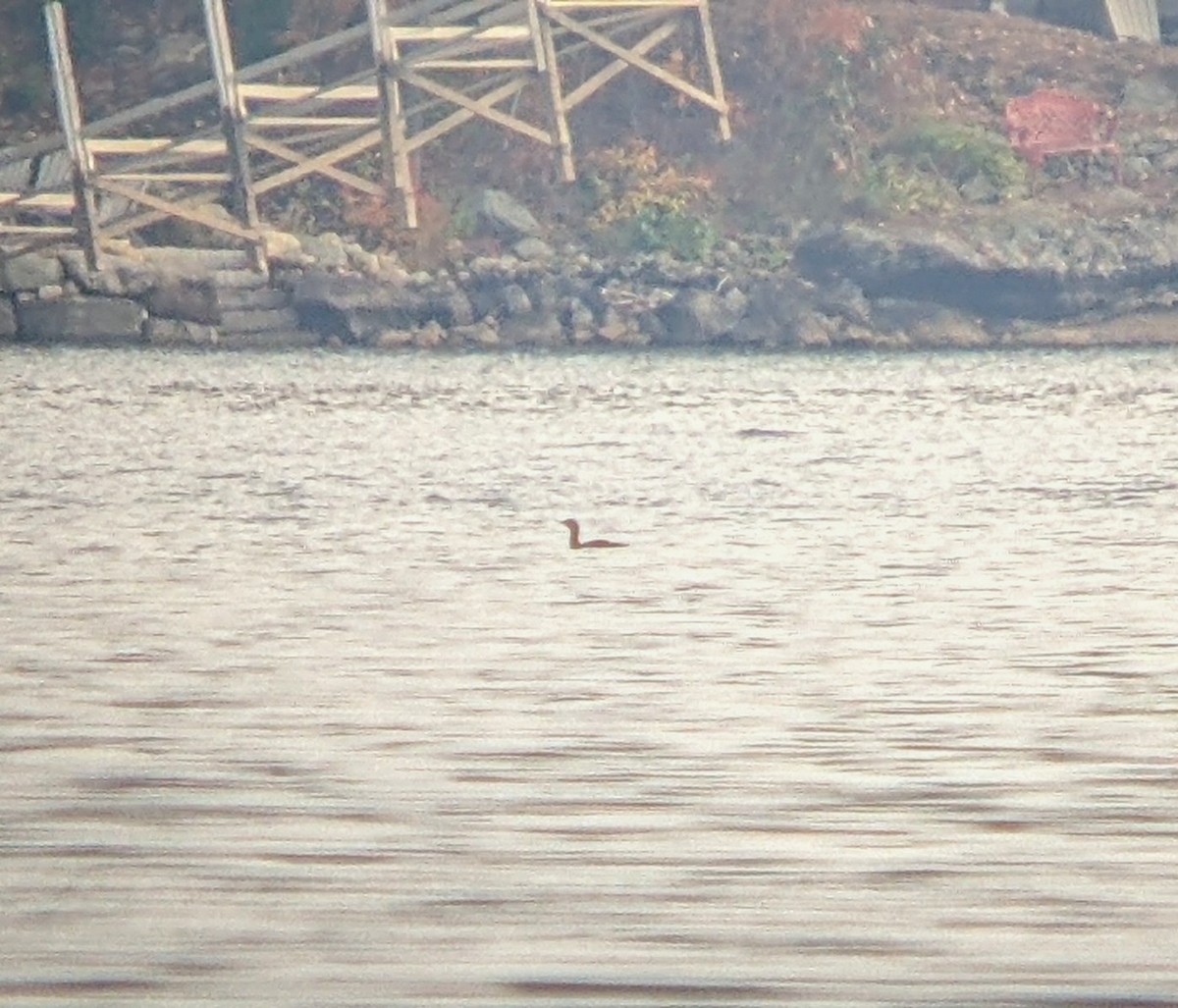Red-throated Loon - ML610867301