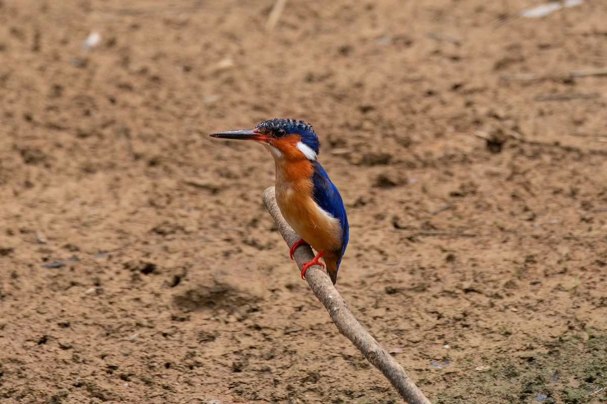 Malagasy Kingfisher - ML610867539