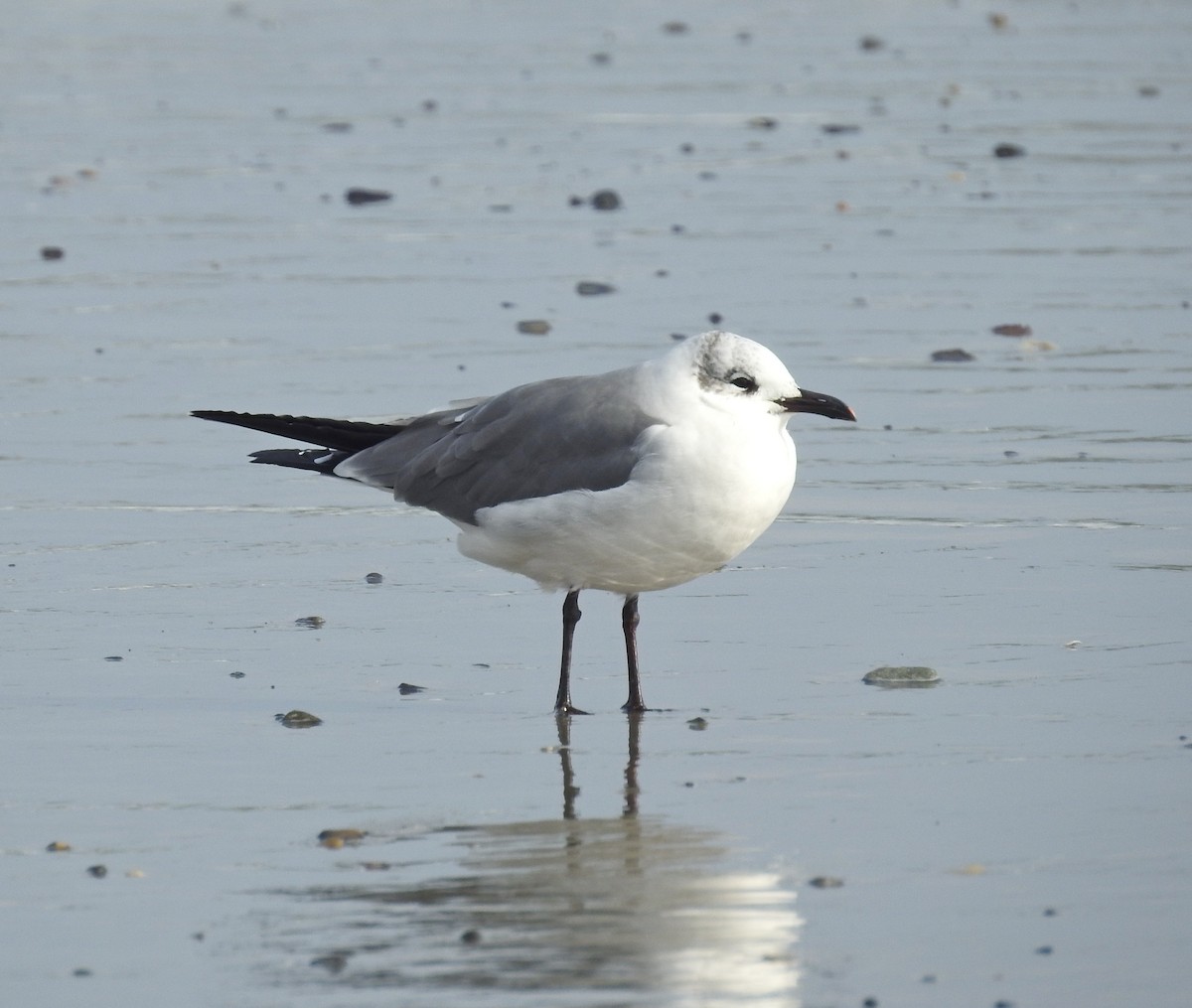 eBird Checklist - 7 Nov 2023 - Sawyers Beach, Rye - 4 species