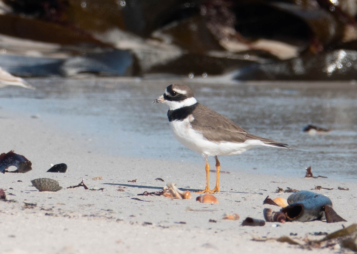 eBird Checklist - 31 Mar 2023 - Table Mt. NP--Olifantsbos - 30 species