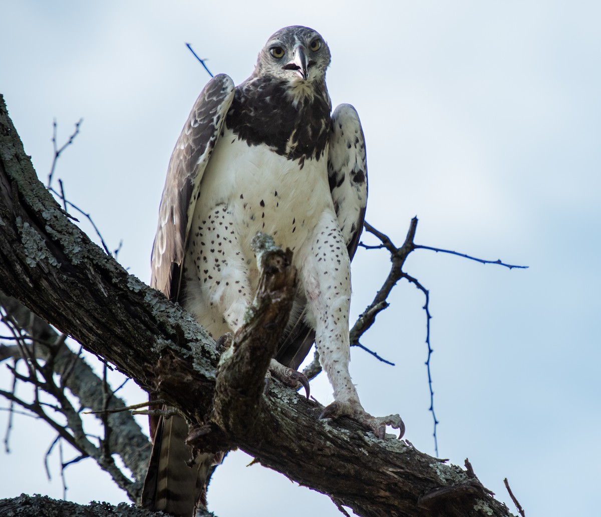 Martial Eagle - Brent Reed