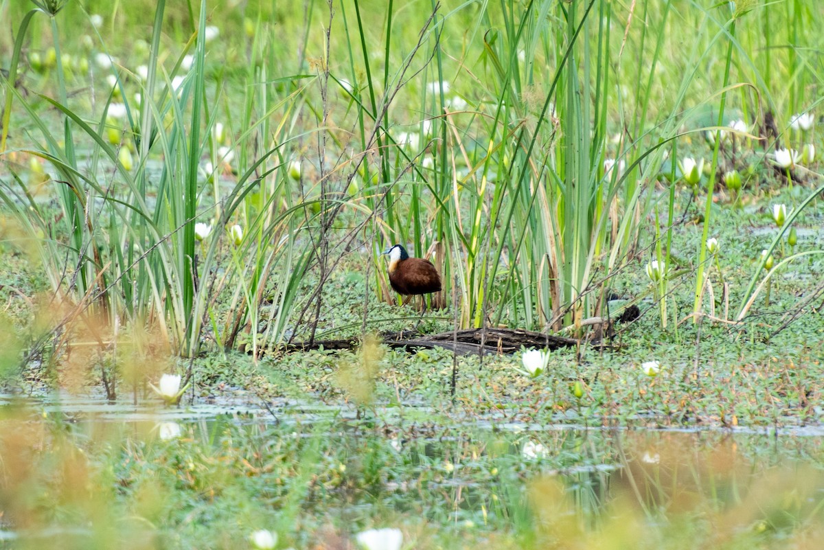 African Jacana - Brent Reed