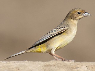 Самка/молодая птица - Antonio Ceballos Barbancho - ML610869151