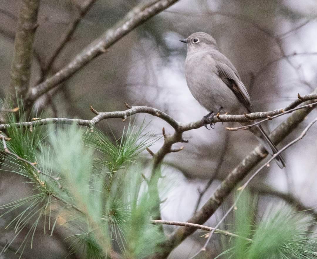 Townsend's Solitaire - ML610869265