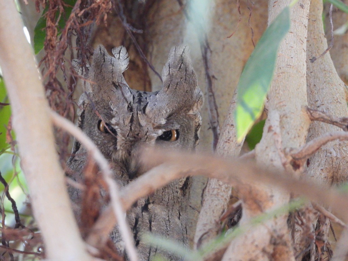 Pallid Scops-Owl - Srinath Sridharan