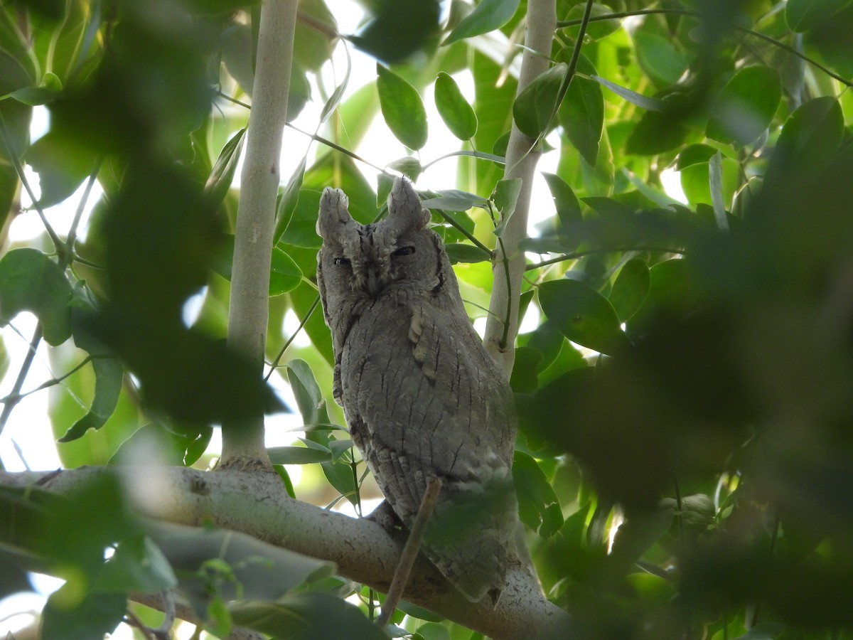 Pallid Scops-Owl - Srinath Sridharan
