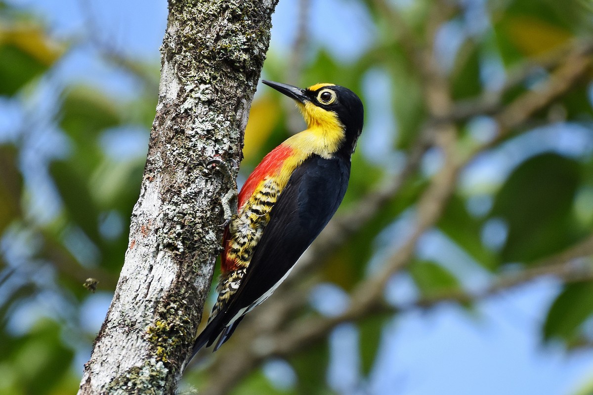 Yellow-fronted Woodpecker - ML610869760
