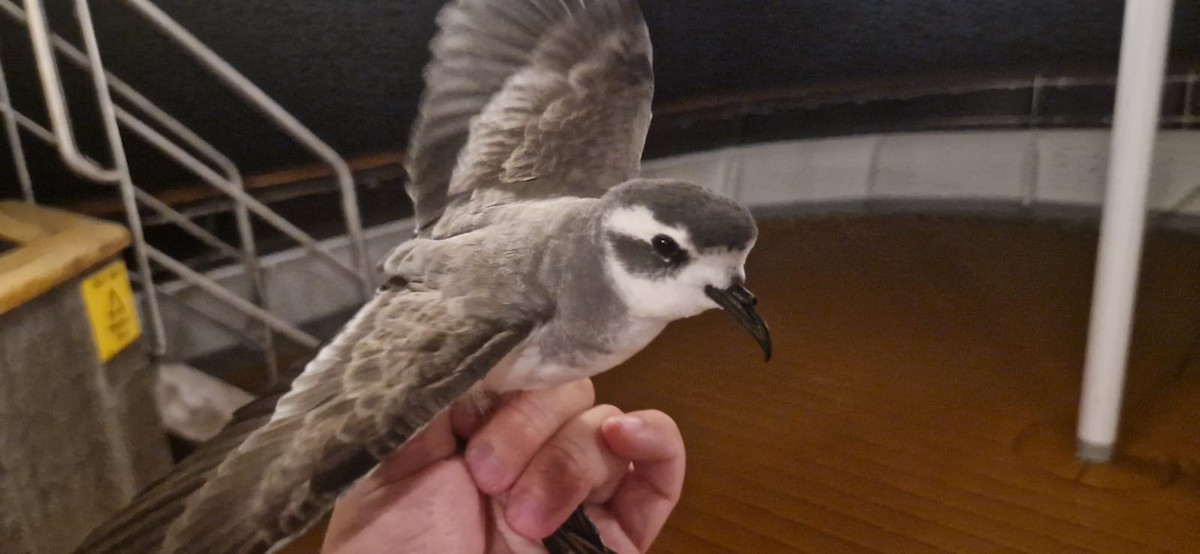 White-faced Storm-Petrel - ML610870068