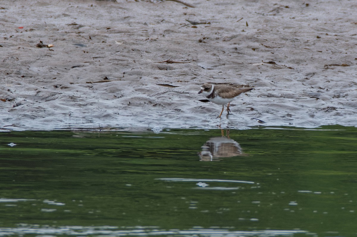 Semipalmated Plover - ML610870294