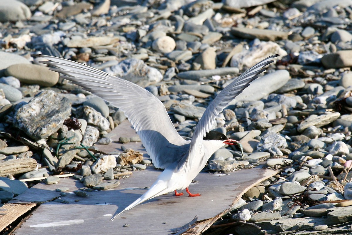 Arctic Tern - Turk Duddy