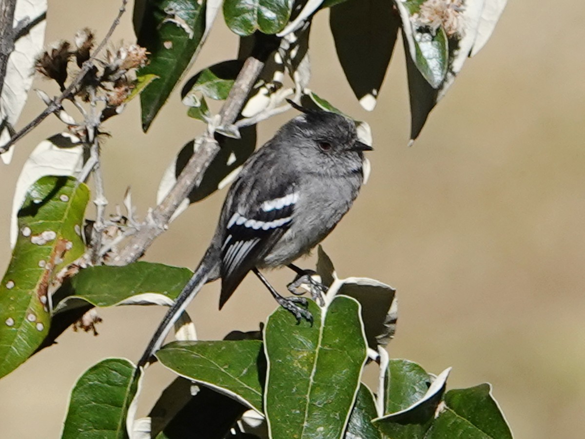 Ash-breasted Tit-Tyrant - ML610870484