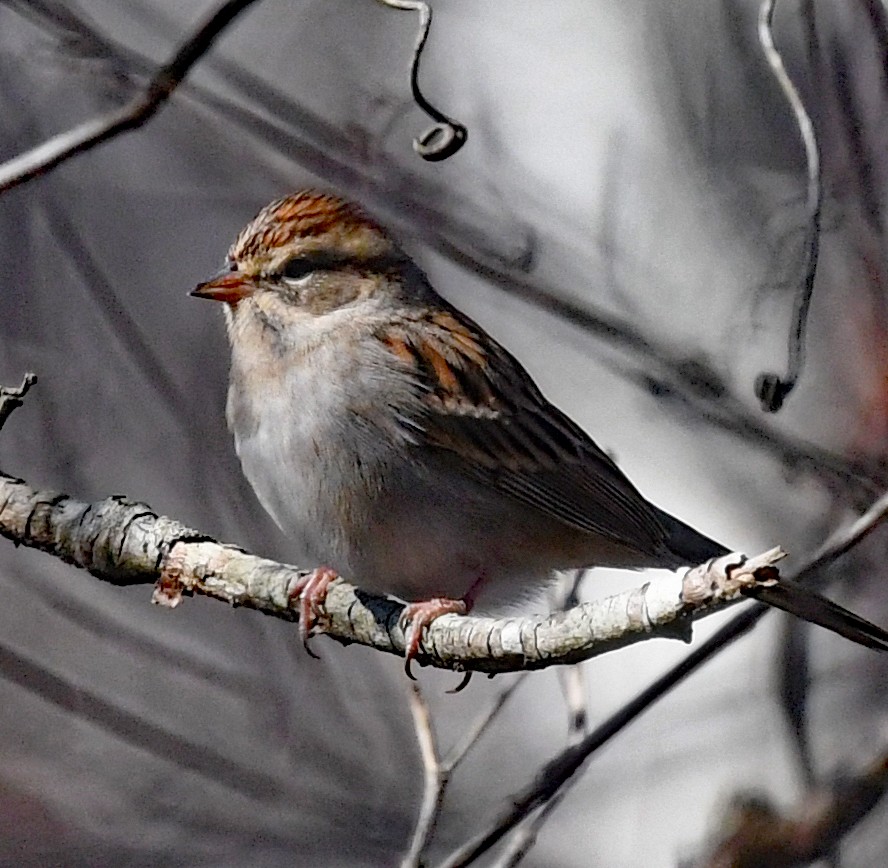 Chipping Sparrow - ML610870641