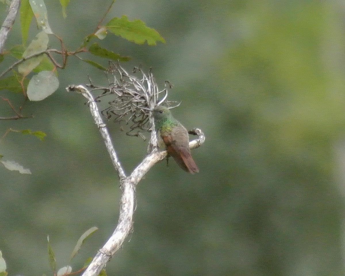 Berylline Hummingbird (Northern) - Miguel Mota