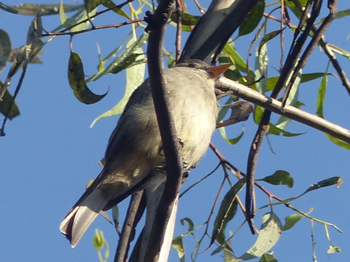 Greater Pewee - ML610870821