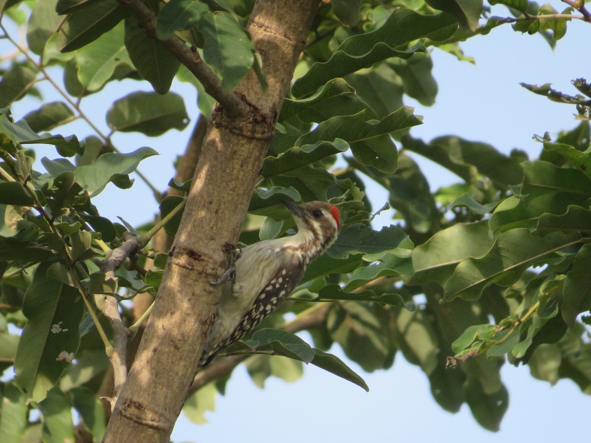 Brown-backed Woodpecker - ML610870980