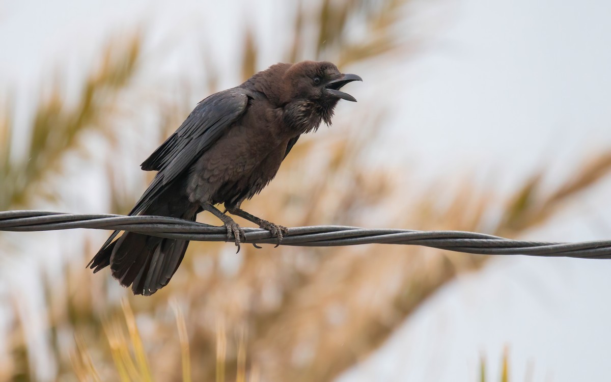 Brown-necked Raven - ML610871049