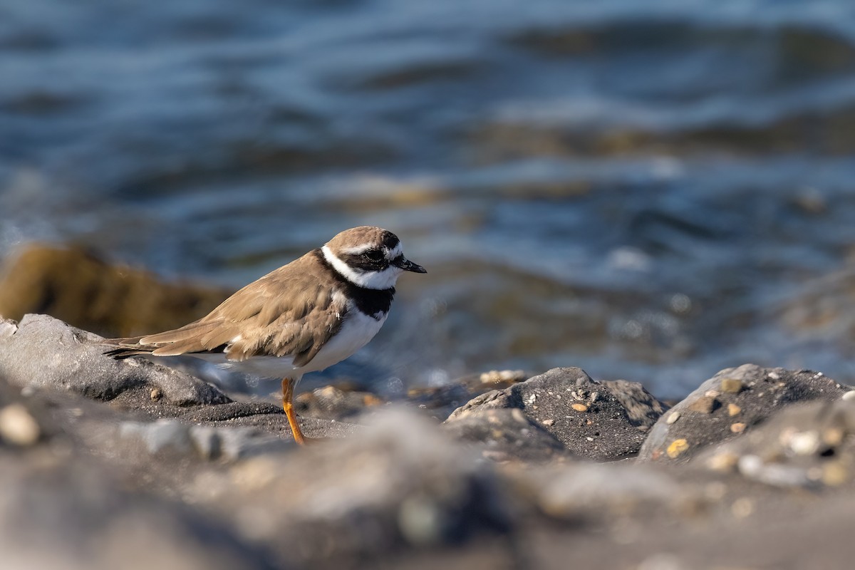 Common Ringed Plover - ML610871168