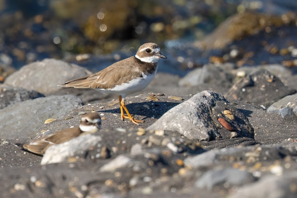 Common Ringed Plover - ML610871169