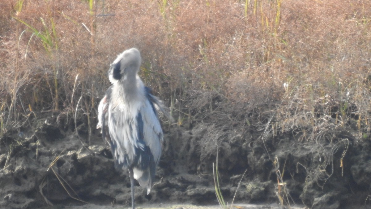 Great Blue Heron - Anca Vlasopolos