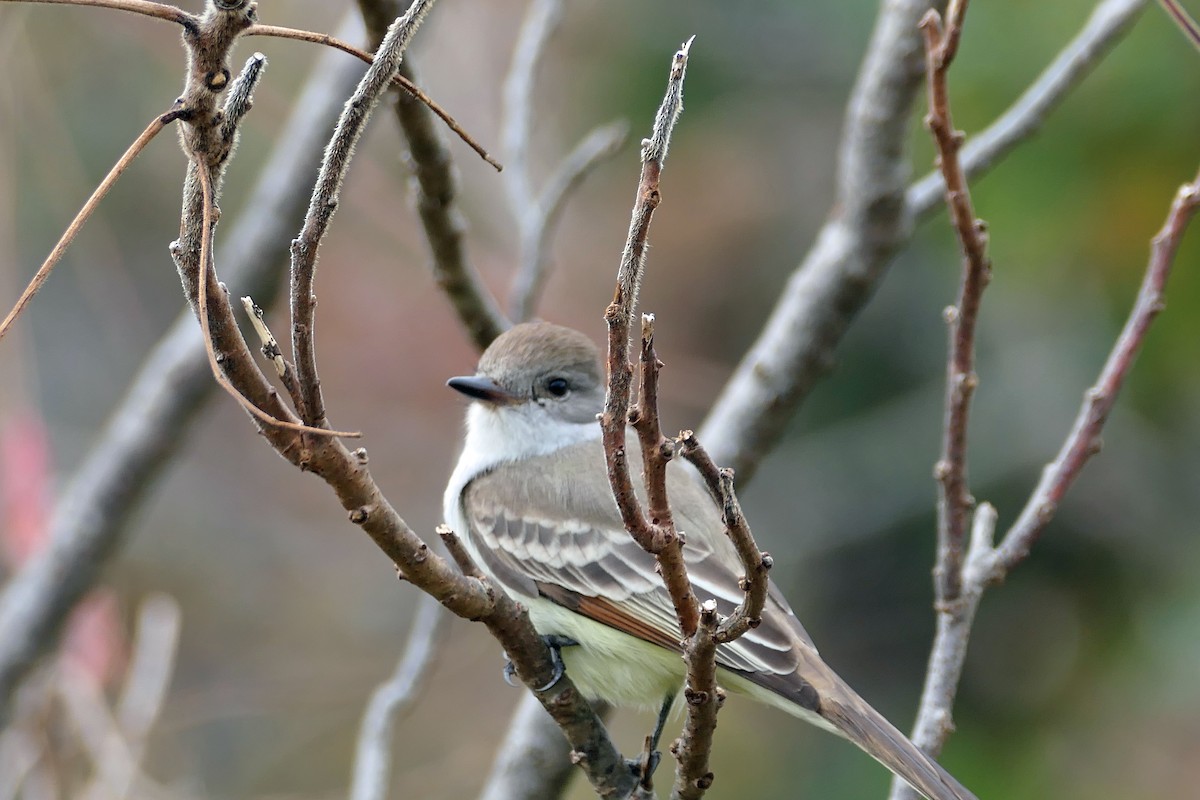 eBird Checklist - 7 Nov 2023 - Halibut Point SP - 42 species (+2 other ...