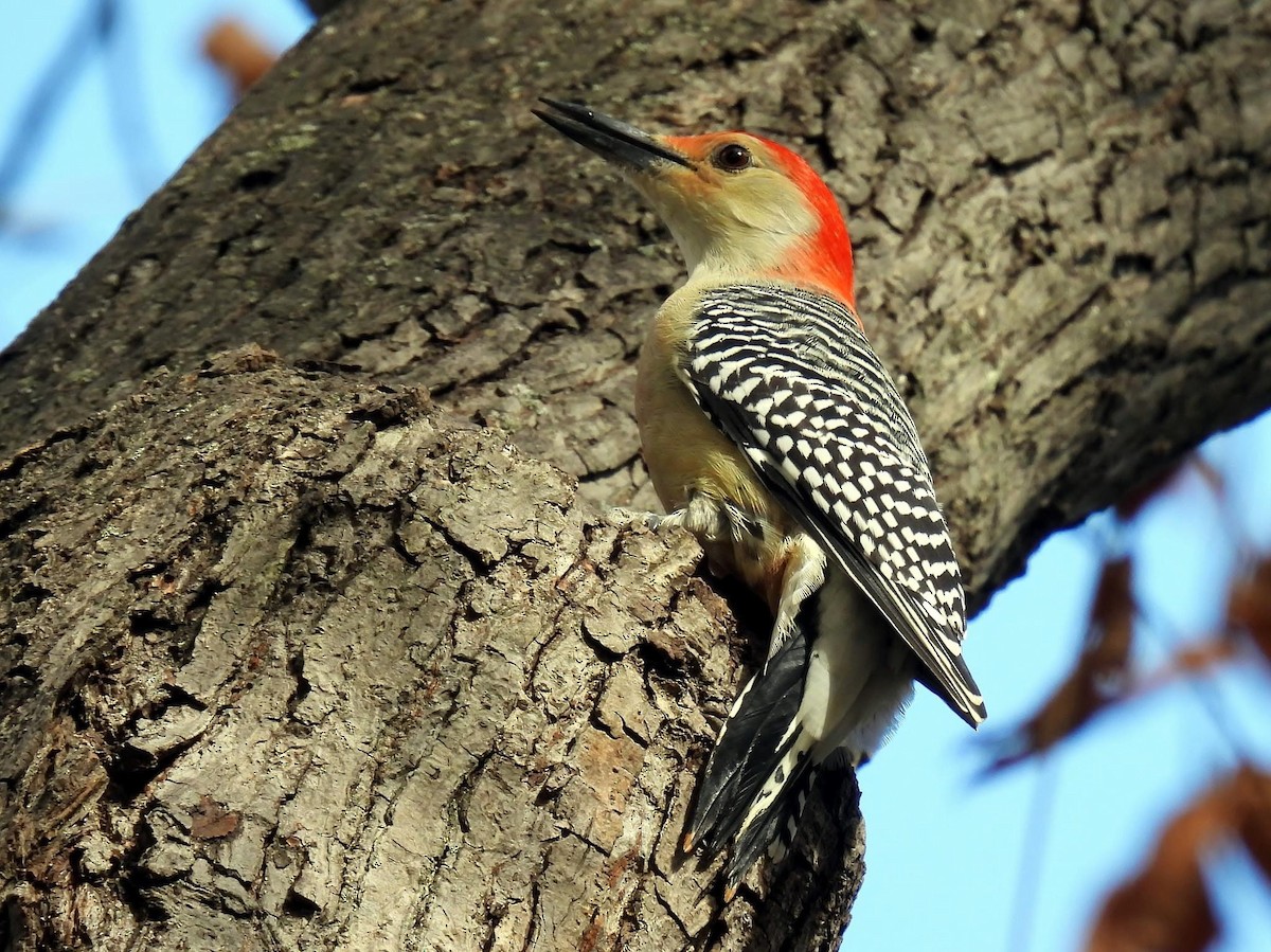 Red-bellied Woodpecker - ML610871720